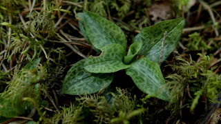 Netstribet Knrod, Goodyera repens (form: ophioides Fernald 1899) . Tisvilde Hegn d. 27/7 2008. Fotograf: Lars Andersen.