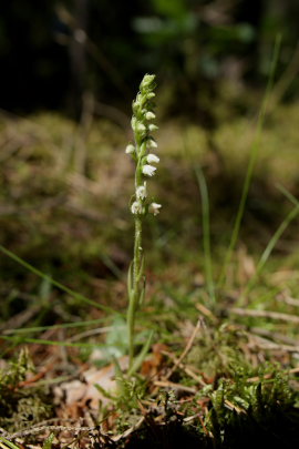 Knærod, Goodyera repens. Tisvilde Hegn d. 27/7 2008. Fotograf: Lars Andersen.