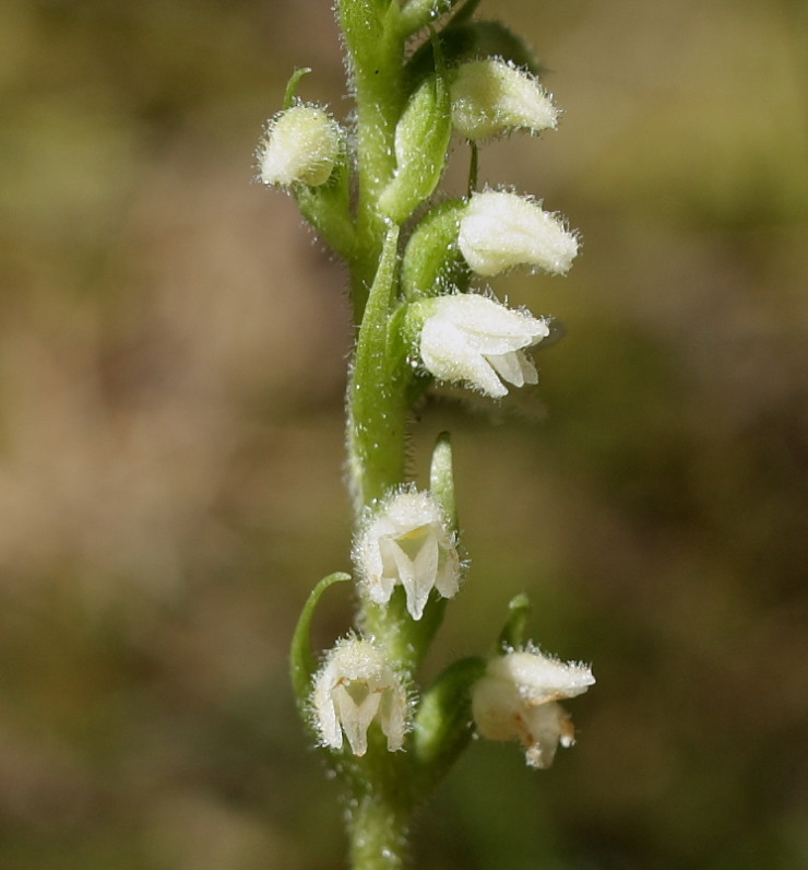 Knærod, Goodyera repens. Tisvilde Hegn d. 27/7 2008. Fotograf: Lars Andersen.