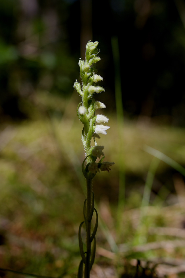 Knærod, Goodyera repens. Tisvilde Hegn d. 27/7 2008. Fotograf: Lars Andersen.