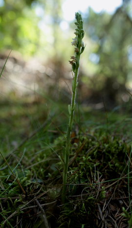Knærod, Goodyera repens. Tisvilde Hegn d. 27/7 2008. Fotograf: Lars Andersen.