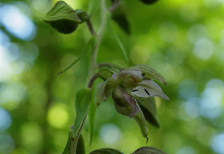 Skov-Hullæbe, Epipactis helleborine (ssp. helleborine). Valby Hegn, Nordsjælland. d. 27 july 2008. Fotograf: Lars Andersen