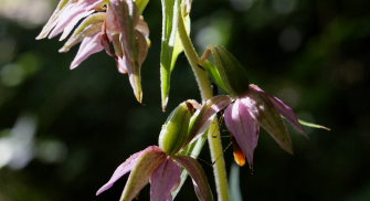 Skov-Hullæbe, Epipactis helleborine (ssp. helleborine). Valby Hegn, Nordsjælland. d. 27 july 2008. Fotograf: Lars Andersen