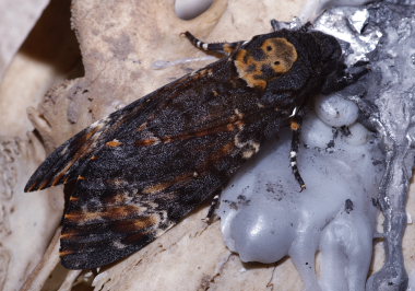 Dødningehoved, Acherontia atropos fra Jersie Strand, Køge Bugt, Sjælland, Danmark. Leg Nikolaj Kleissl fra importeret æg d. 10 September 2008. Fotograf: Lars Andersen