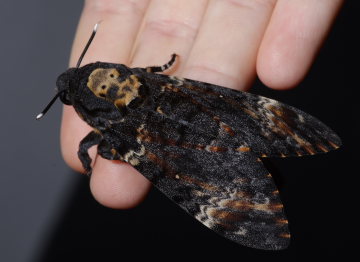 Dødningehoved, Acherontia atropos fra Jersie Strand, Køge Bugt, Sjælland, Danmark. Leg Nikolaj Kleissl fra importeret æg d. 10 September 2008. Fotograf: Lars Andersen