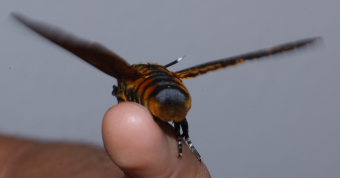 Dødningehoved, Acherontia atropos fra Jersie Strand, Køge Bugt, Sjælland, Danmark. Leg Nikolaj Kleissl fra importeret æg d. 10 September 2008. Fotograf: Lars Andersen