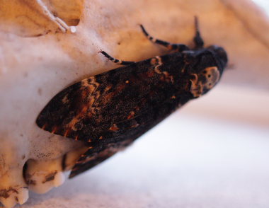 Dødningehoved, Acherontia atropos fra Jersie Strand, Køge Bugt, Sjælland, Danmark. Leg Nikolaj Kleissl fra importeret æg d. 10 September 2008. Fotograf: Lars Andersen