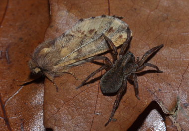 Fjerdrager, (Ptilophora plumigera) og en edderkop. Magleby Skov d. 6 November 2008. Fotograf: Lars Andersen