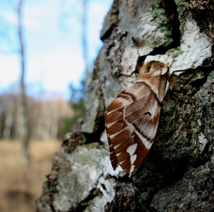 Birkespinder (Endromis versicolora), hun som Erik Steen larsen havde med fra et tidligere kuld. Asserbo plantage. d. 5 April 2008. Fotograf: Lars Andersen.