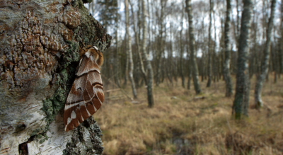 Birkespinder (Endromis versicolora), hun som Erik Steen larsen havde med fra et tidligere kuld. Asserbo plantage. d. 5 April 2008. Fotograf: Lars Andersen.