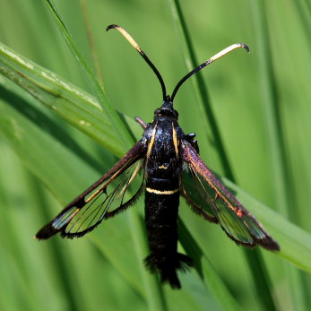 Elle-Glassvrmer, Synanthedon spheciformis. Holmegrds mose d. 9 juni 2008. Fotograf; Lars Andersen