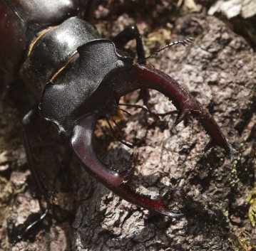 Eghjort, Lucanus cervus. Bräkne Hoby, Blekinge, Sverige d. 19 juli 2008. Fotograf: Lars Andersen