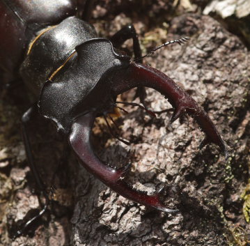 Eghjort, Lucanus cervus. Brkne Hoby, Blekinge, Sverige d. 19 juli 2008. Fotograf: Lars Andersen