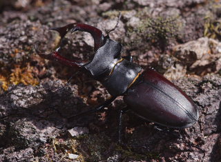 Eghjort, Lucanus cervus. Bräkne Hoby, Blekinge, Sverige d. 19 juli 2008. Fotograf: Lars Andersen