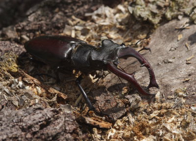 Eghjort, Lucanus cervus. Bräkne Hoby, Blekinge, Sverige d. 19 juli 2008. Fotograf: Lars Andersen