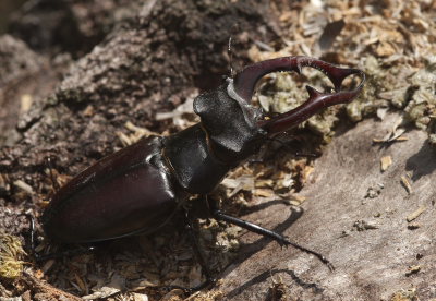 Eghjort, Lucanus cervus. Bräkne Hoby, Blekinge, Sverige d. 19 juli 2008. Fotograf: Lars Andersen