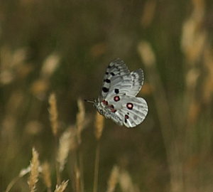 Apollo, Parnassius apollo. Loftehammar, Smland, Sverige 4 juli 2008. Fotograf: Troells Melgaard