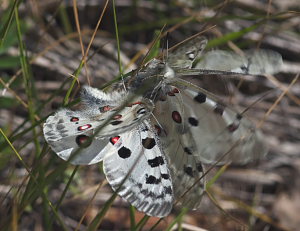 Apollo, Parnassius apollo her prver hannerne brutalt at parre sig med en hun! Loftehammar, Smland, Sverige 4 juli 2008. Fotograf: Troells Melgaard