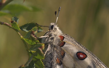 Apollo, Parnassius apollo. Loftehammar, Smland, Sverige 4 juli 2008. Fotograf: Troells Melgaard