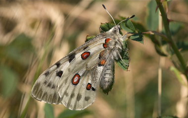 Apollo, Parnassius apollo. Loftehammar, Smland, Sverige 4 juli 2008. Fotograf: Troells Melgaard