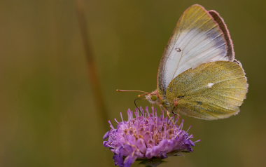 Mosehøsommerfugl, Colias palaeno hun. Småland, Sverige d. 5 juli 2008. Fotograf: Troells Melgaard