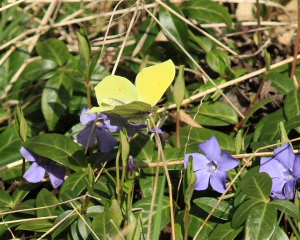 Citronsommerfugl (Gonepteryx rhamni). Blekinge, Sverige. d. 19 April 2008. Fotograf: Lars Andersen