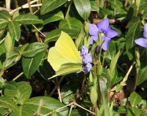 Citronsommerfugl (Gonepteryx rhamni). Blekinge, Sverige. d. 19 April 2008. Fotograf: Lars Andersen