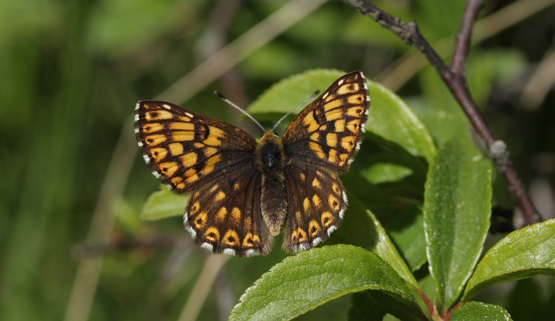 Gullvivefjäril, Hamearis lucina. Bäckebo, Småland, Sverige. d. 25 Maj 2008. Fotograf: Lars Andersen