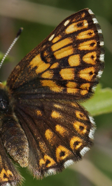 Gullvivefjäril, Hamearis lucina. Bäckebo, Småland, Sverige. d. 25 Maj 2008. Fotograf: Lars Andersen