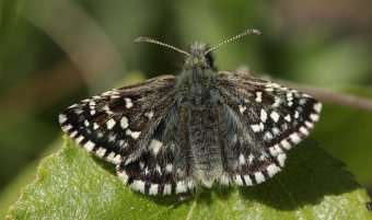 Spttet bredpande/Smultronvisslare, Pyrgus malvae. Bckebo, Smland, Sverige. d. 25 Maj 2008. Fotograf: Lars Andersen