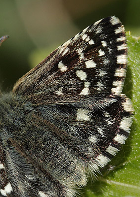 Spttet bredpande/Smultronvisslare, Pyrgus malvae. Bckebo, Smland, Sverige. d. 25 Maj 2008. Fotograf: Lars Andersen