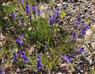 Citronfjäril, Gonepteryx rhamni. Bäckebo, Småland, Sverige. d. 25 Maj 2008. Fotograf: Lars Andersen