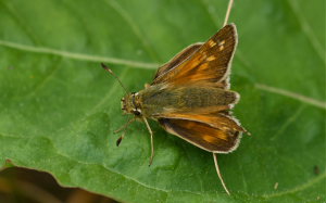 Kommabredpande, Hesperia comma. Kjuge, nordøstlige Skåne, Sverige d. 3 august 2008. Fotograf: Troells Melgaard