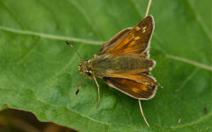 Kommabredpande, Hesperia comma. Kjuge, nordstlige Skne, Sverige d. 3 august 2008. Fotograf: Troells Melgaard