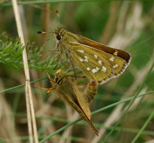 Kommabredpande, Hesperia comma. Kjuge, nordøstlige Skåne, Sverige d. 3 august 2008. Fotograf: Troells Melgaard