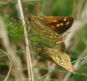 Kommabredpande, Hesperia comma. Kjuge, nordøstlige Skåne, Sverige d. 3 august 2008. Fotograf: Troells Melgaard