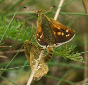 Kommabredpande, Hesperia comma. Kjuge, nordøstlige Skåne, Sverige d. 3 august 2008. Fotograf: Troells Melgaard