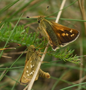 Kommabredpande, Hesperia comma. Kjuge, nordøstlige Skåne, Sverige d. 3 august 2008. Fotograf: Troells Melgaard