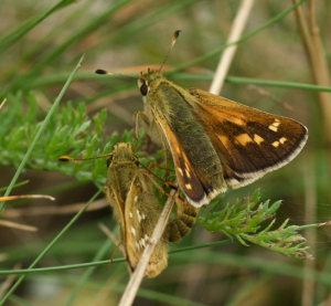 Kommabredpande, Hesperia comma. Kjuge, nordøstlige Skåne, Sverige d. 3 august 2008. Fotograf: Troells Melgaard
