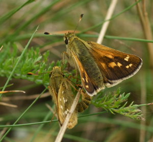 Kommabredpande, Hesperia comma. Kjuge, nordstlige Skne, Sverige d. 3 august 2008. Fotograf: Troells Melgaard