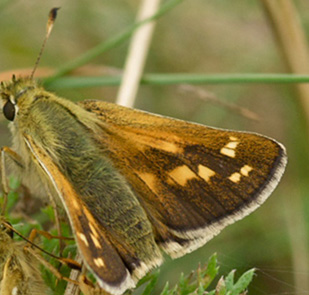 Kommabredpande, Hesperia comma. Kjuge, nordøstlige Skåne, Sverige d. 3 august 2008. Fotograf: Troells Melgaard