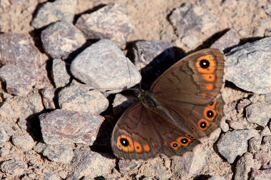 Berggrsfjril, Lasiommata petropolitana. Bckebo, Smland, Sverige. d. 25 Maj 2008. Fotograf: Lars Andersen