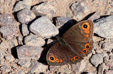 Berggrsfjril, Lasiommata petropolitana. Bckebo, Smland, Sverige. d. 25 Maj 2008. Fotograf: Lars Andersen