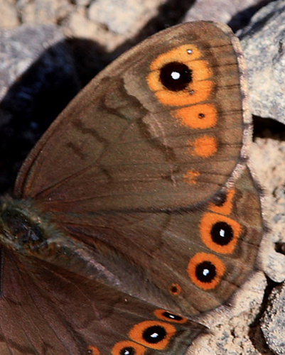 Berggrsfjril, Lasiommata petropolitana. Bckebo, Smland, Sverige. d. 25 Maj 2008. Fotograf: Lars Andersen