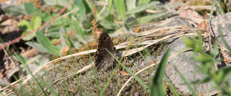 Berggrsfjril, Lasiommata petropolitana. Bckebo, Smland, Sverige. d. 25 Maj 2008. Fotograf: Lars Andersen