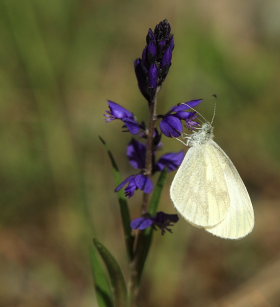 Skovhvidvinge/Skogsvitvinge, Leptidea sinapis. Bckebo, Smland, Sverige. d. 25 Maj 2008. Fotograf: Lars Andersen