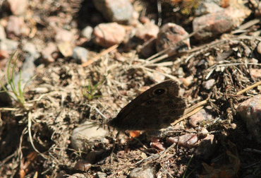 Berggrsfjril, Lasiommata petropolitana. Bckebo, Smland, Sverige. d. 25 Maj 2008. Fotograf: Lars Andersen