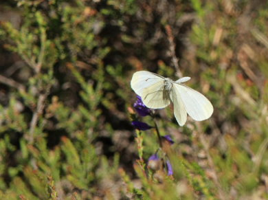 Skovhvidvinge/Skogsvitvinge, Leptidea sinapis. Bckebo, Smland, Sverige. d. 25 Maj 2008. Fotograf: Lars Andersen