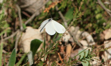 Skovhvidvinge/Skogsvitvinge, Leptidea sinapis. Bckebo, Smland, Sverige. d. 25 Maj 2008. Fotograf: Lars Andersen