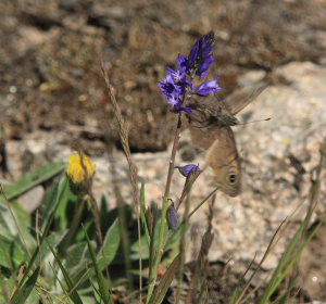 Berggrsfjril, Lasiommata petropolitana. Bckebo, Smland, Sverige. d. 25 Maj 2008. Fotograf: Lars Andersen